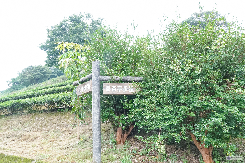 桃園龍潭三水之旅-暑假農遊輕旅樂學水土保持/豐富的生態知識 採茶體驗 乳姑山夜景/奉茶亭步道秘境之旅/親子一日遊 @靜兒貪吃遊玩愛分享