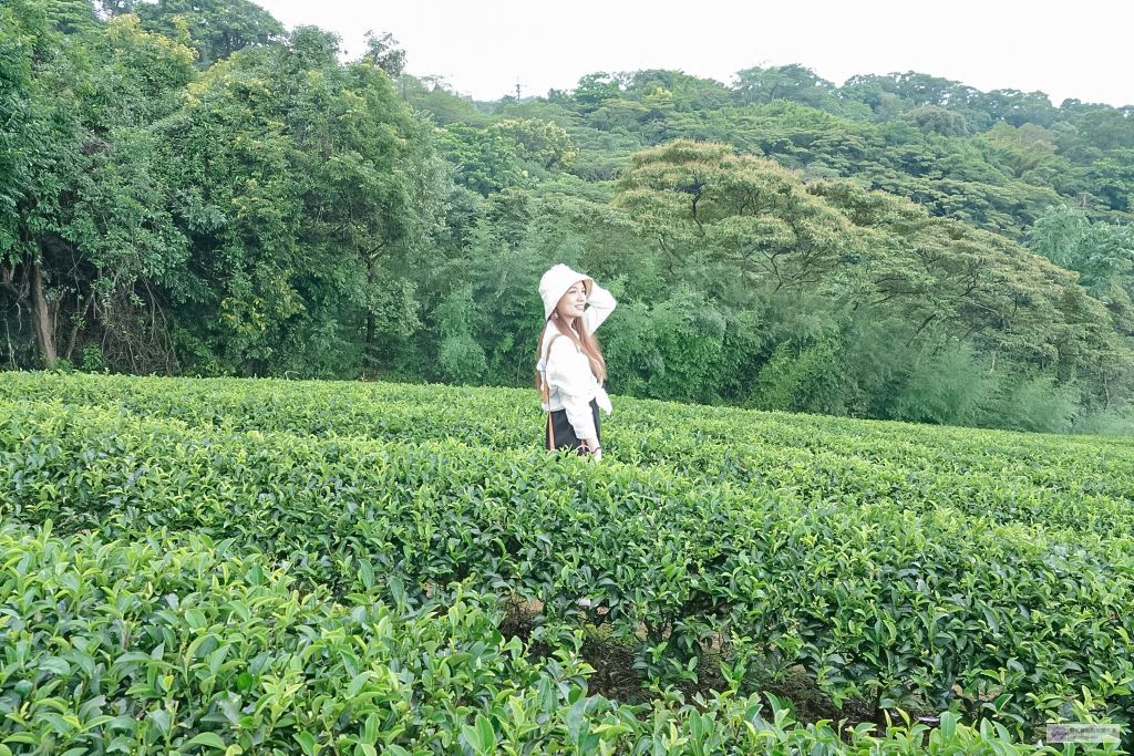 桃園龍潭三水之旅-暑假農遊輕旅樂學水土保持/豐富的生態知識 採茶體驗 乳姑山夜景/奉茶亭步道秘境之旅/親子一日遊 @靜兒貪吃遊玩愛分享