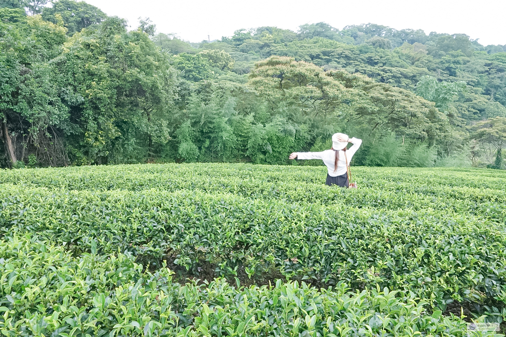 桃園龍潭三水之旅-暑假農遊輕旅樂學水土保持/豐富的生態知識 採茶體驗 乳姑山夜景/奉茶亭步道秘境之旅/親子一日遊 @靜兒貪吃遊玩愛分享