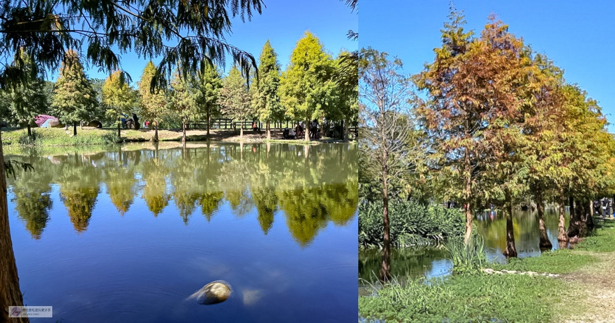 桃園大溪景點-月眉人工濕地生態公園-波光粼粼湖面上的夢幻落羽松，免費景點 @靜兒貪吃遊玩愛分享