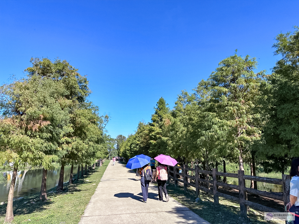 桃園大溪景點-月眉人工濕地生態公園-波光粼粼湖面上的夢幻落羽松，免費景點 @靜兒貪吃遊玩愛分享