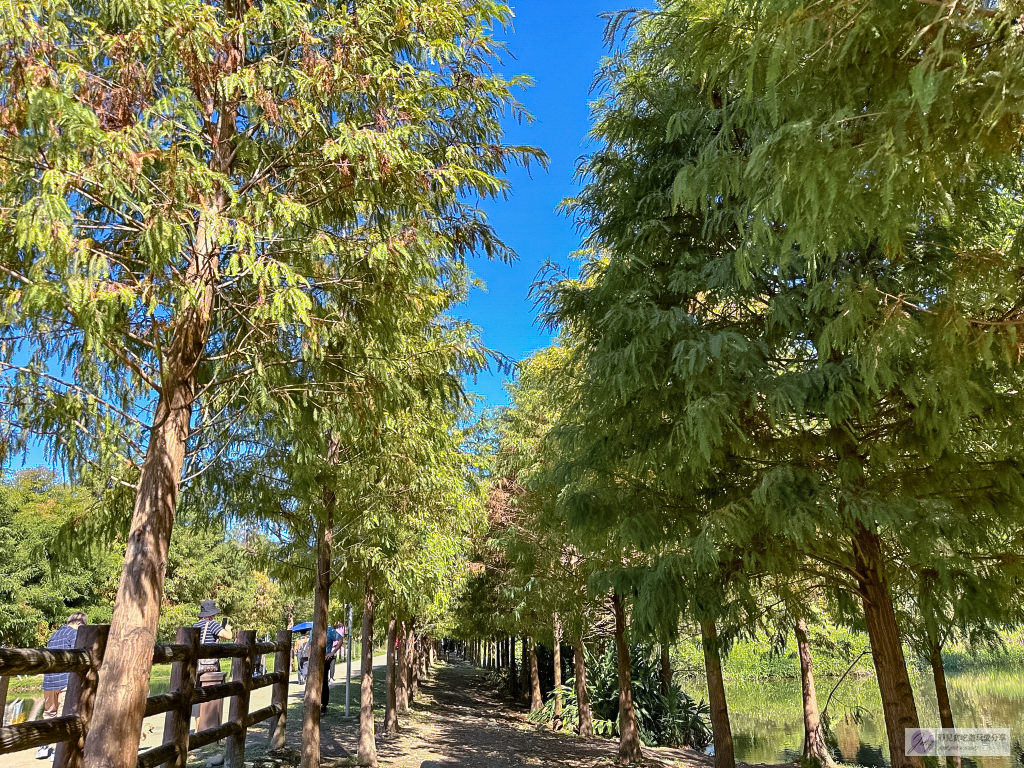 桃園大溪景點-月眉人工濕地生態公園-波光粼粼湖面上的夢幻落羽松，免費景點 @靜兒貪吃遊玩愛分享