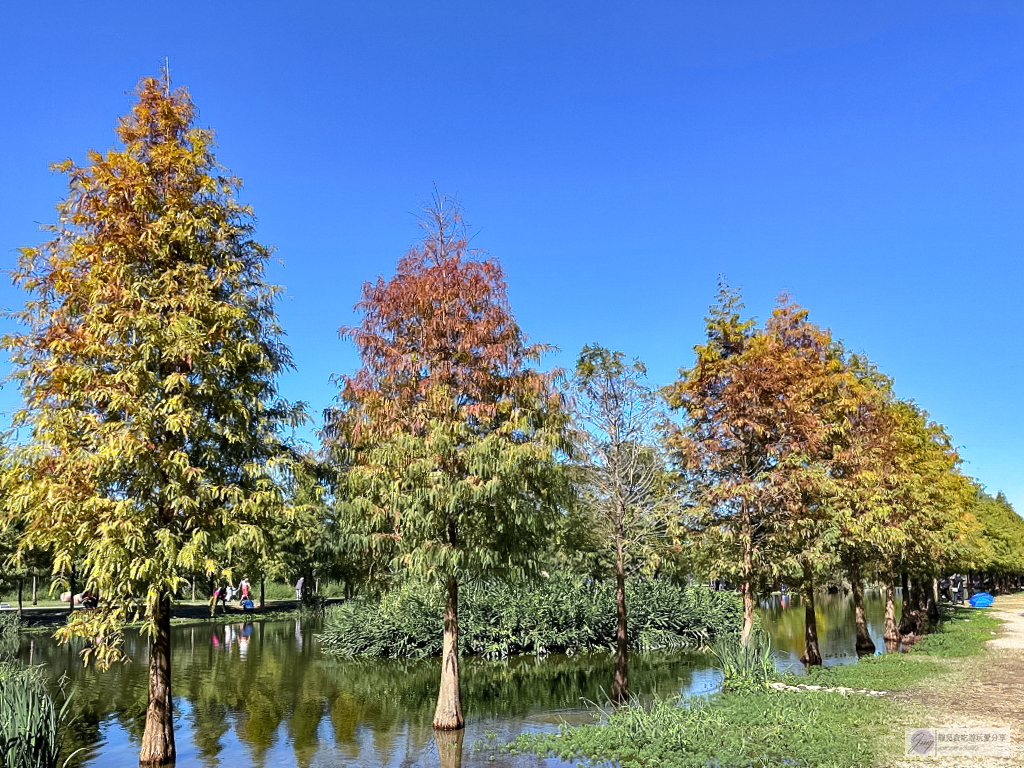 桃園大溪景點-月眉人工濕地生態公園-波光粼粼湖面上的夢幻落羽松，免費景點 @靜兒貪吃遊玩愛分享