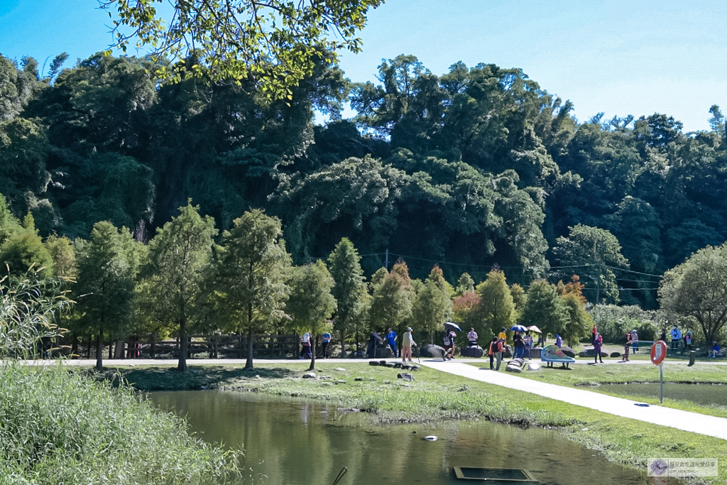 桃園大溪景點-月眉人工濕地生態公園-波光粼粼湖面上的夢幻落羽松，免費景點 @靜兒貪吃遊玩愛分享