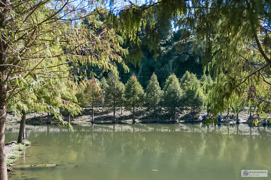 桃園大溪景點-月眉人工濕地生態公園-波光粼粼湖面上的夢幻落羽松，免費景點 @靜兒貪吃遊玩愛分享