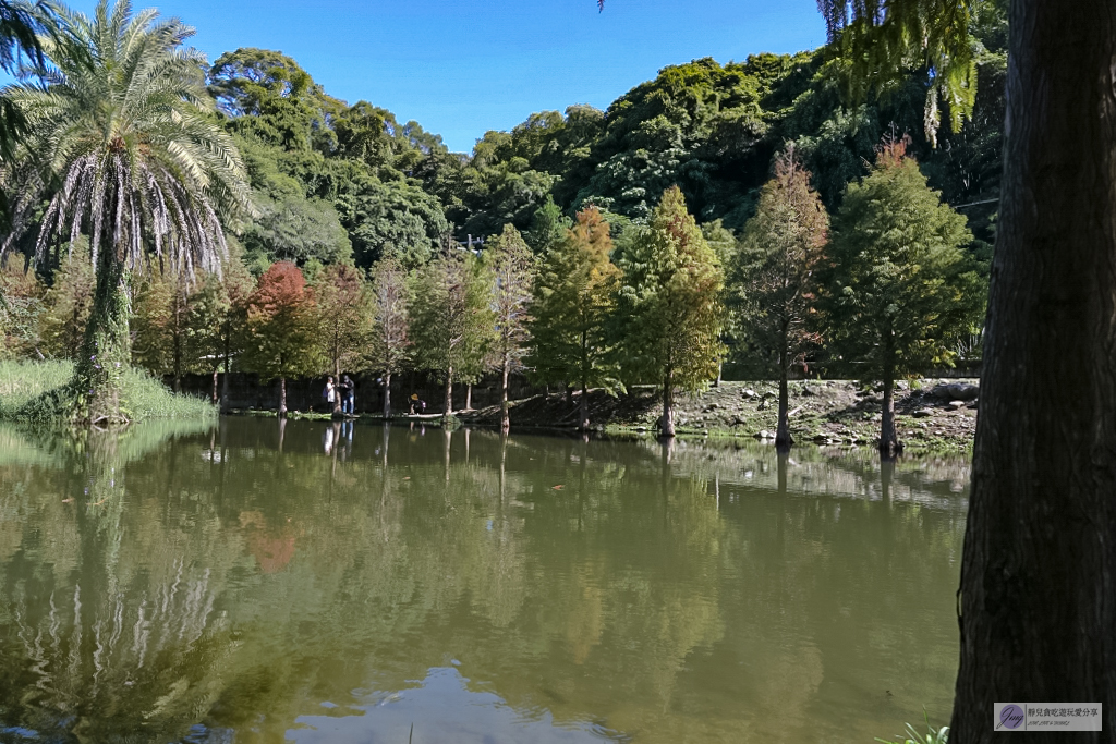 桃園大溪景點-月眉人工濕地生態公園-波光粼粼湖面上的夢幻落羽松，免費景點 @靜兒貪吃遊玩愛分享