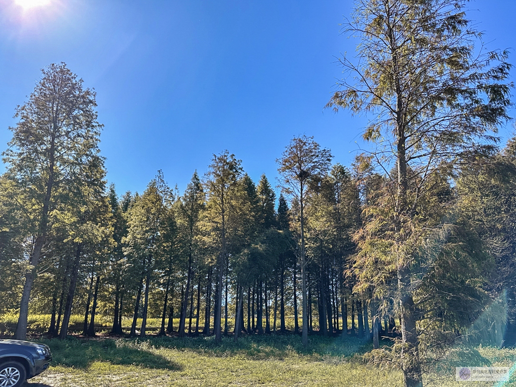 桃園大溪景點-南興落羽松-打卡秘境景點！3公頃落羽松森林，3000棵樹超級壯觀 @靜兒貪吃遊玩愛分享