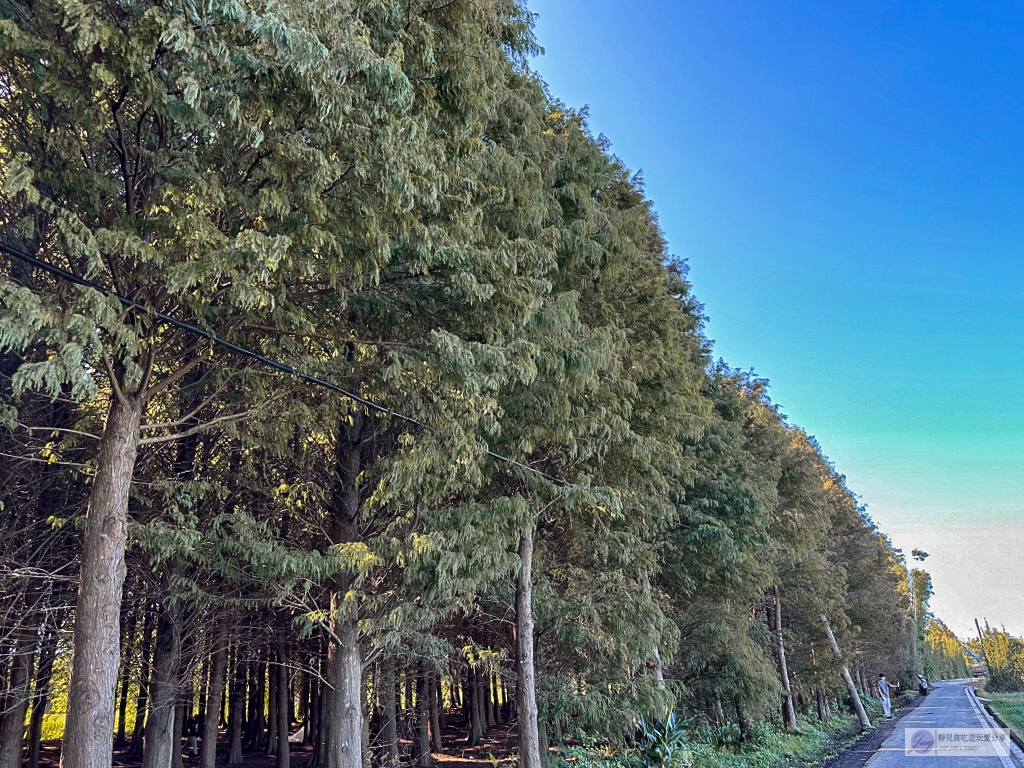 桃園大溪景點-南興落羽松-打卡秘境景點！3公頃落羽松森林，3000棵樹超級壯觀 @靜兒貪吃遊玩愛分享