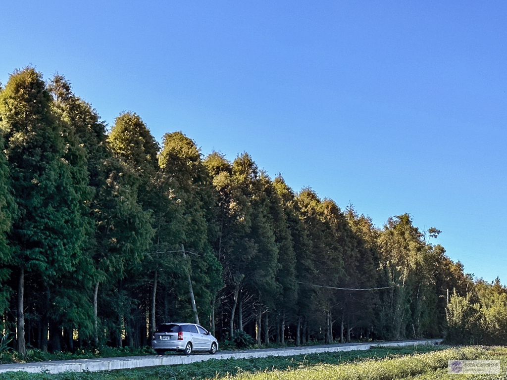 桃園大溪景點-南興落羽松-打卡秘境景點！3公頃落羽松森林，3000棵樹超級壯觀 @靜兒貪吃遊玩愛分享