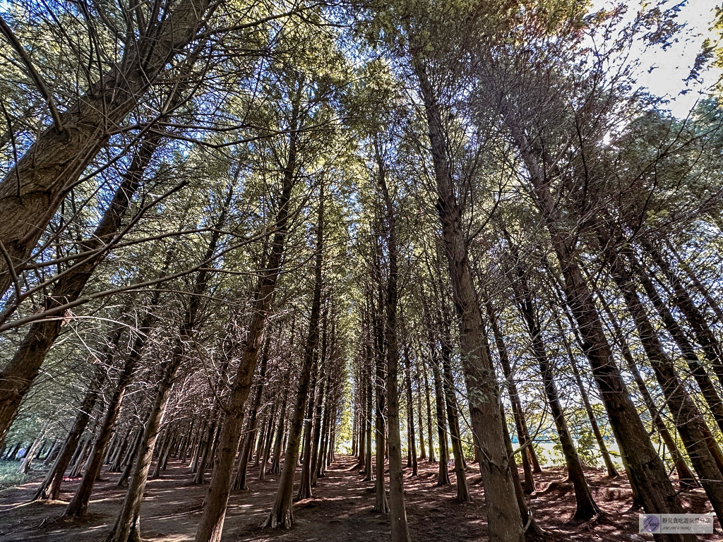 桃園大溪景點-南興落羽松-打卡秘境景點！3公頃落羽松森林，3000棵樹超級壯觀 @靜兒貪吃遊玩愛分享