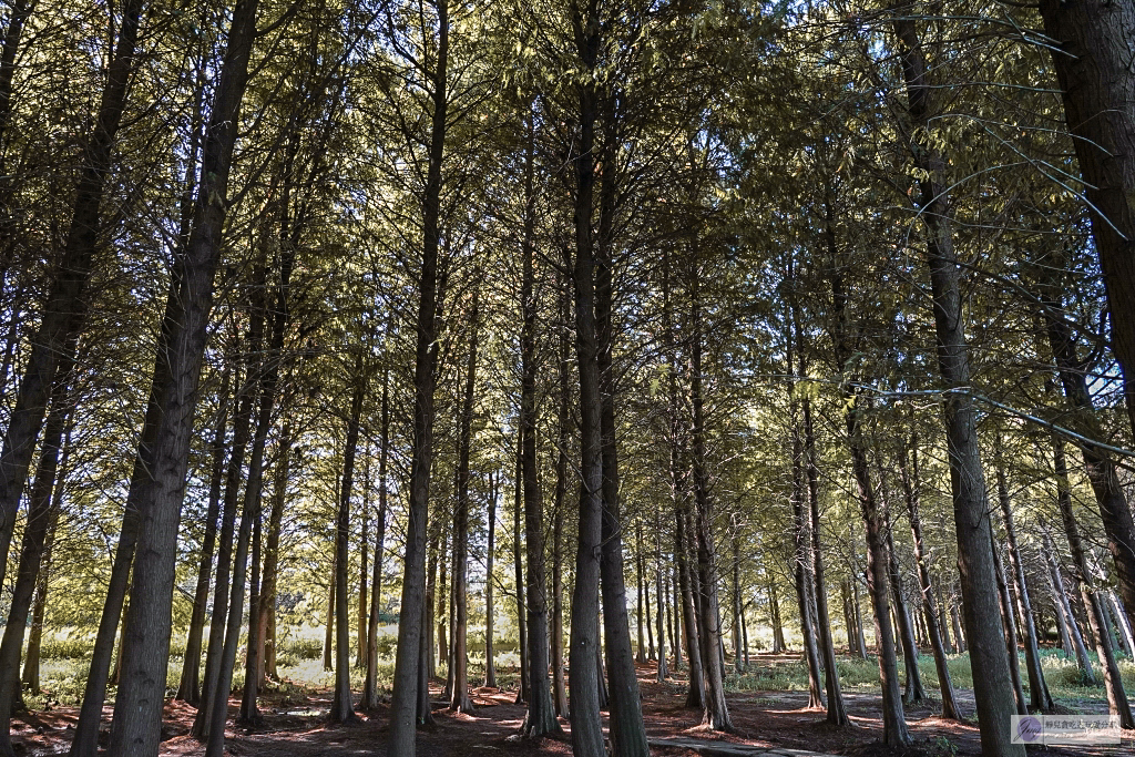 桃園大溪景點-南興落羽松-打卡秘境景點！3公頃落羽松森林，3000棵樹超級壯觀 @靜兒貪吃遊玩愛分享