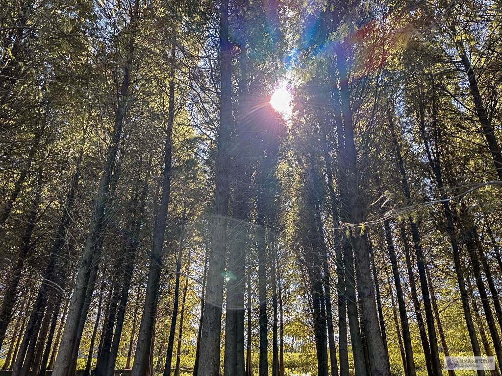 桃園大溪景點-南興落羽松-打卡秘境景點！3公頃落羽松森林，3000棵樹超級壯觀 @靜兒貪吃遊玩愛分享