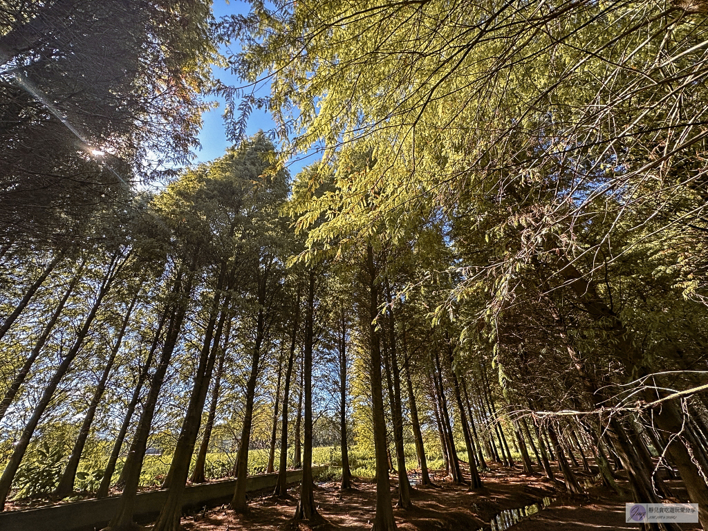 桃園大溪景點-南興落羽松-打卡秘境景點！3公頃落羽松森林，3000棵樹超級壯觀 @靜兒貪吃遊玩愛分享