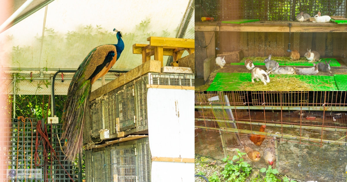 宜蘭員山住宿-鳳梨屋水上莊園-超狂豪華露營！一泊三食鱘龍魚、烤雞、螃蟹、生魚片Buffet，鳳梨戲水池、瀑布鞦韆、彩虹月亮網美必拍景點 @靜兒貪吃遊玩愛分享