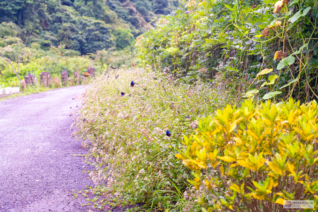 宜蘭員山住宿-鳳梨屋水上莊園-超狂豪華露營！一泊三食鱘龍魚、烤雞、螃蟹、生魚片Buffet，鳳梨戲水池、瀑布鞦韆、彩虹月亮網美必拍景點 @靜兒貪吃遊玩愛分享