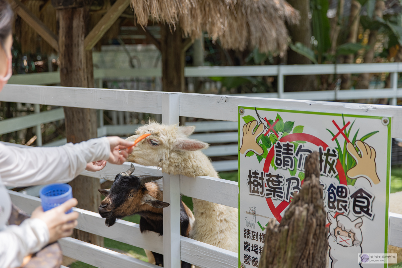 桃園景點-青林農場-門票只要100元，餵食草泥馬、乘坐小火車、控窯，浪漫唯美玻璃屋、花海超好拍，親子景點推薦 @靜兒貪吃遊玩愛分享