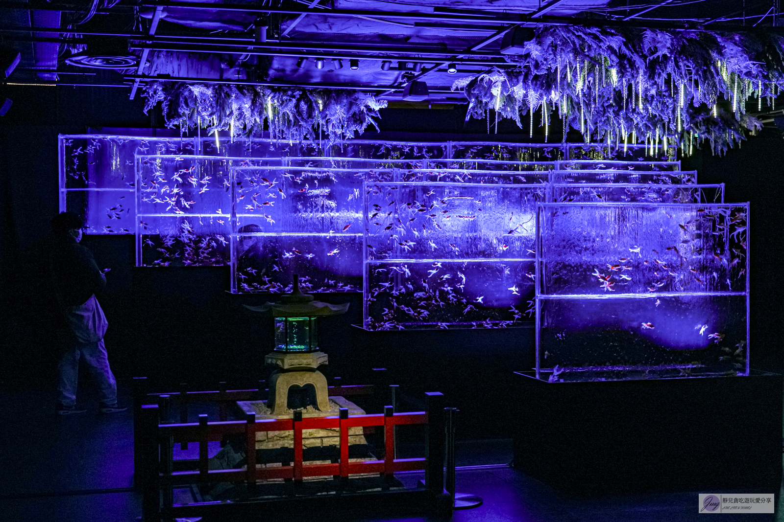 日本東京旅遊-銀座藝術水族館-活藝術品！多達70種水中舞者金魚，結合高科技聲光效果與裝置藝術設計，療癒又夢幻/銀座三越百貨內 @靜兒貪吃遊玩愛分享