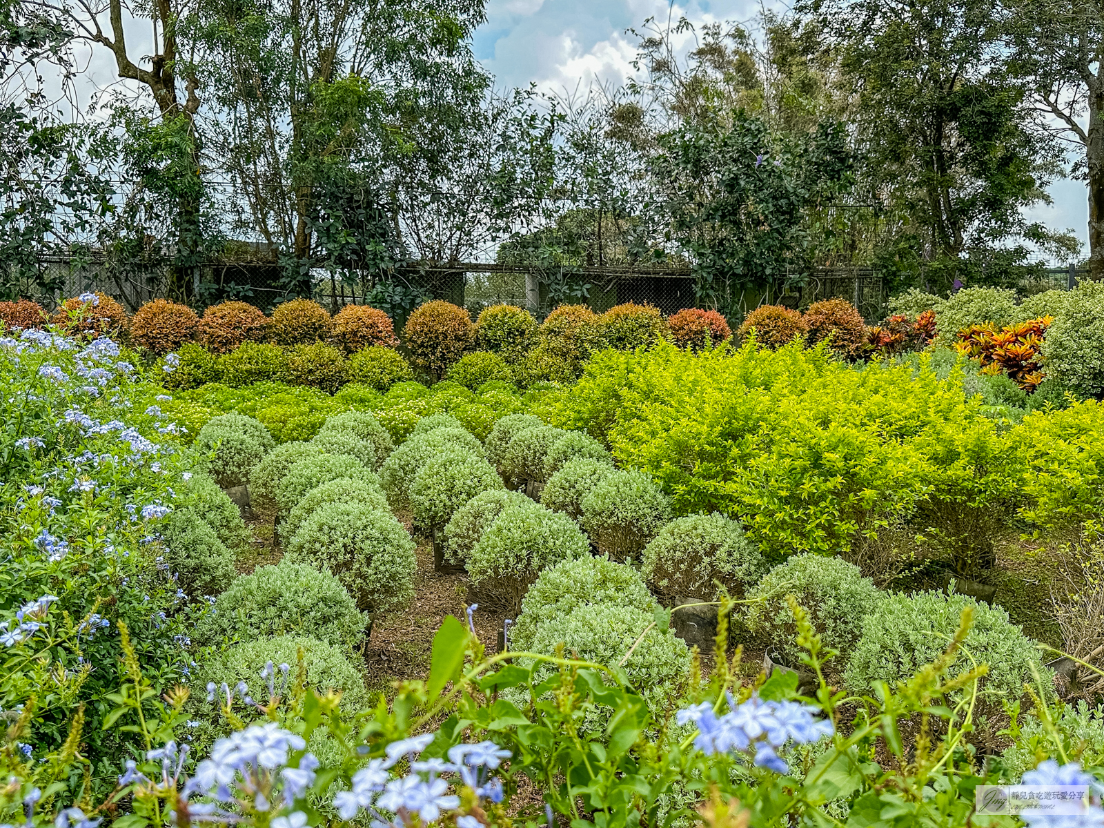 苗栗卓蘭景點-花露農場 Flower Home-不用飛日本！網美系繡球花霜淇淋超吸睛，綻放的蘭花、可愛波波草、小火車欣賞花園景色 @靜兒貪吃遊玩愛分享