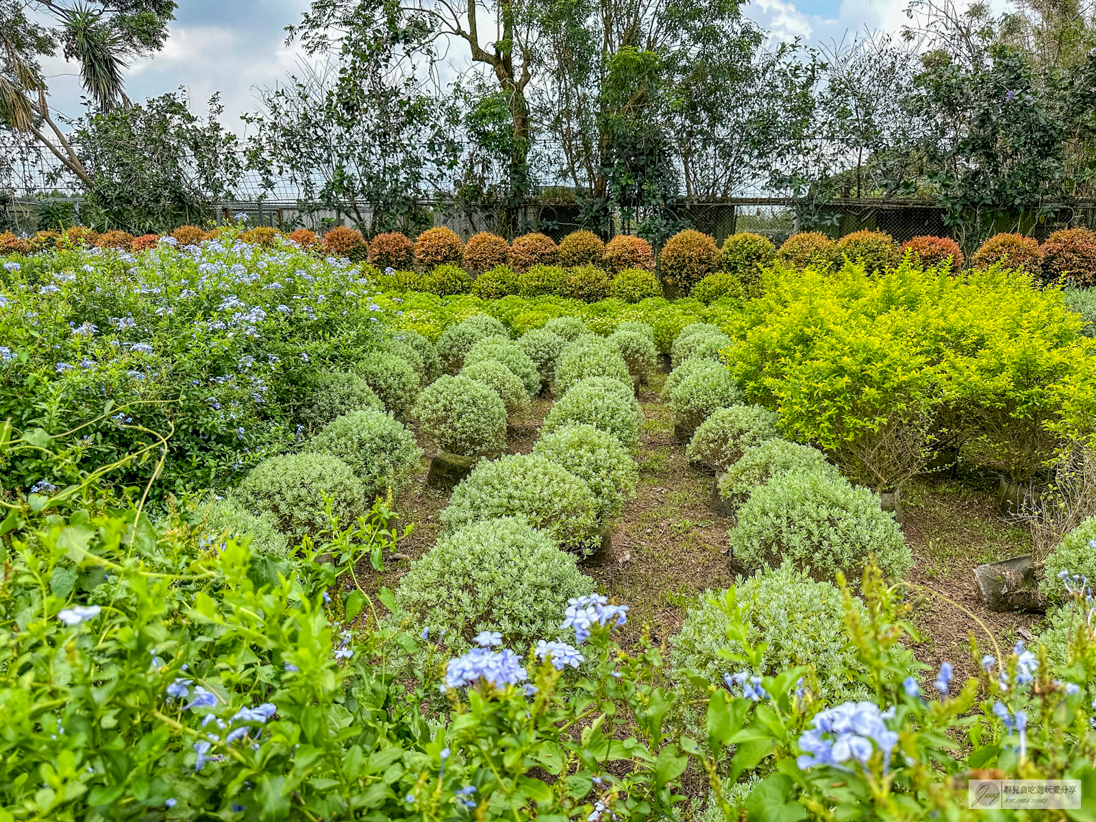 苗栗卓蘭景點-花露農場 Flower Home-不用飛日本！網美系繡球花霜淇淋超吸睛，綻放的蘭花、可愛波波草、小火車欣賞花園景色 @靜兒貪吃遊玩愛分享