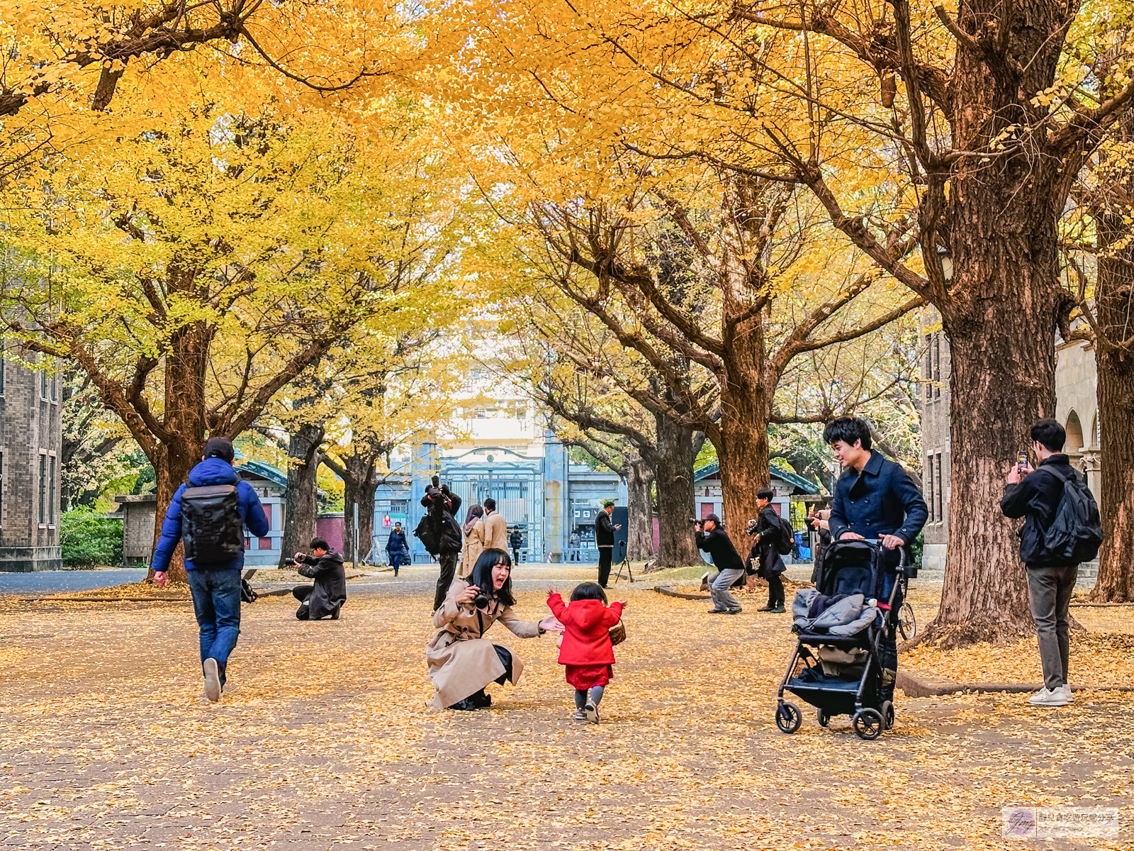 東京大學銀杏並木-秋日限定！唯美浪漫的歐式銀杏大道，銀杏樹下喝咖啡，免費景點 @靜兒貪吃遊玩愛分享