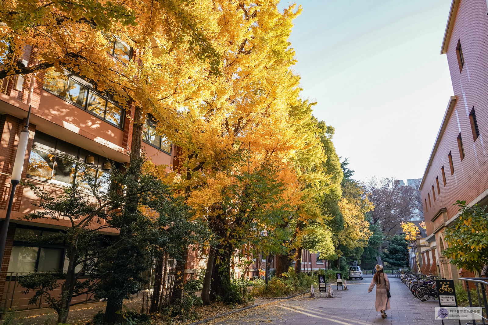 東京大學銀杏並木-秋日限定！唯美浪漫的歐式銀杏大道，銀杏樹下喝咖啡，免費景點 @靜兒貪吃遊玩愛分享