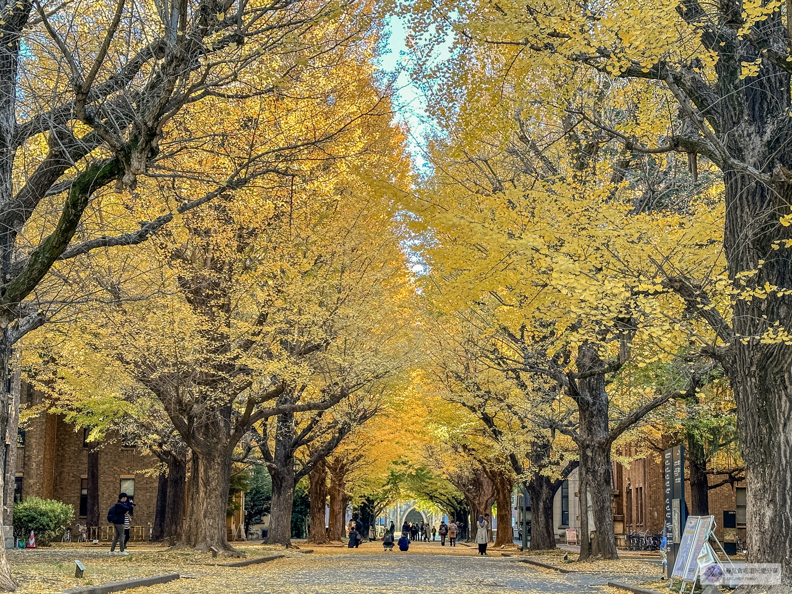 東京大學銀杏並木-秋日限定！唯美浪漫的歐式銀杏大道，銀杏樹下喝咖啡，免費景點 @靜兒貪吃遊玩愛分享