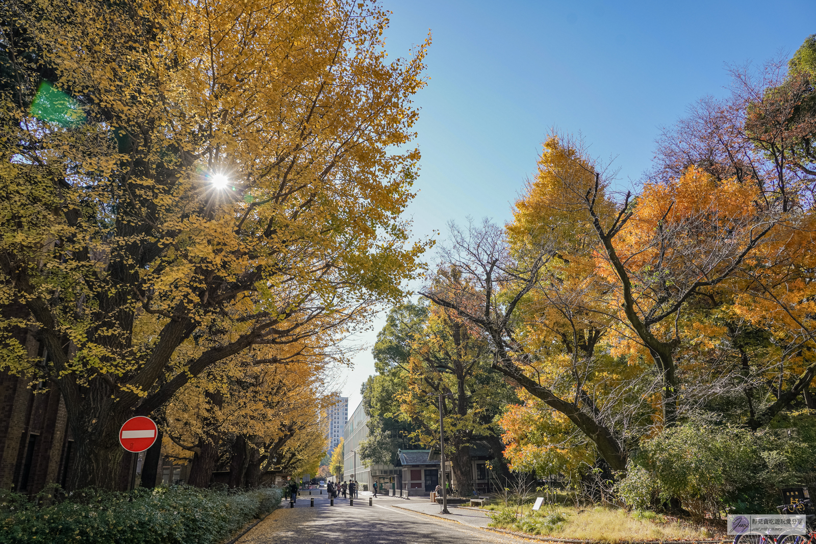 東京大學銀杏並木-秋日限定！唯美浪漫的歐式銀杏大道，銀杏樹下喝咖啡，免費景點 @靜兒貪吃遊玩愛分享