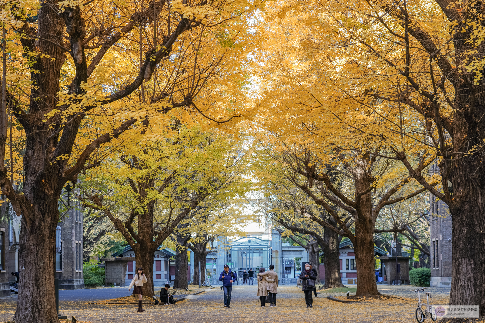 東京大學銀杏並木-秋日限定！唯美浪漫的歐式銀杏大道，銀杏樹下喝咖啡，免費景點 @靜兒貪吃遊玩愛分享