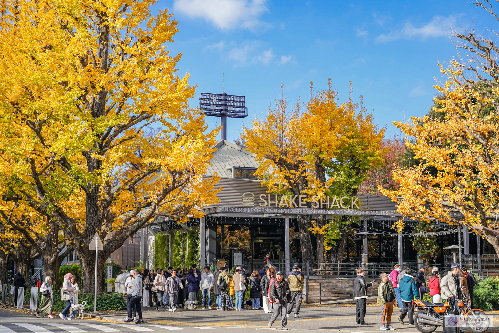 Shake Shack-金黃世界銀杏林裡吃漢堡！來自紐約的人氣排隊漢堡，亞洲第一分店/明治神宮外苑店 @靜兒貪吃遊玩愛分享