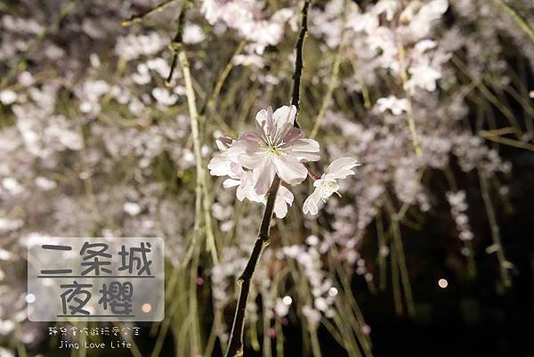 ∞旅遊∞日本。京阪神八天七夜自由行/金閣寺/錦市場/丸久小山園茶房/南海部品/Red Rock/二条城夜櫻★DAY2行程紀錄分享 @靜兒貪吃遊玩愛分享