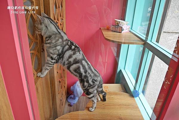 ★食★桃園→【卡爾特Chartreux Café】貓奴必訪超療癒貓咪餐廳❤早午餐、下午茶 @靜兒貪吃遊玩愛分享