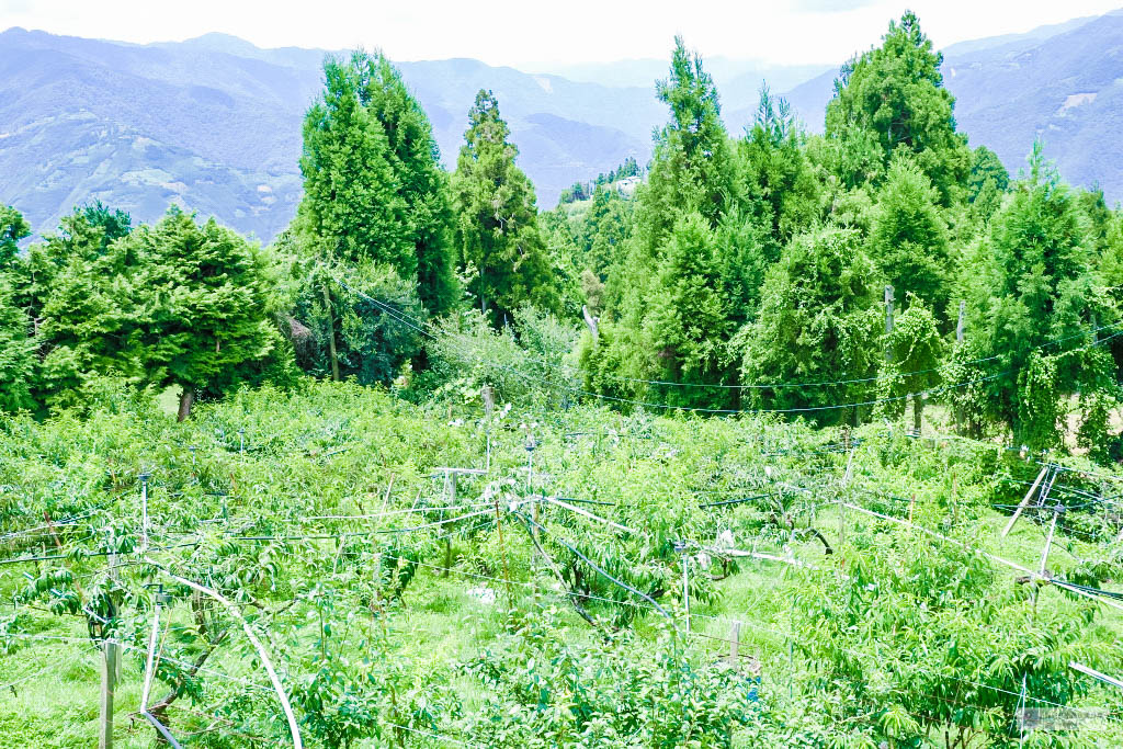 桃園復興民宿-拉拉山和風山莊-夏日避暑勝地浪漫白色歐風小木屋民宿/水蜜桃果園/拉拉山住宿/桃園住宿/桃園拉拉山包棟 @靜兒貪吃遊玩愛分享