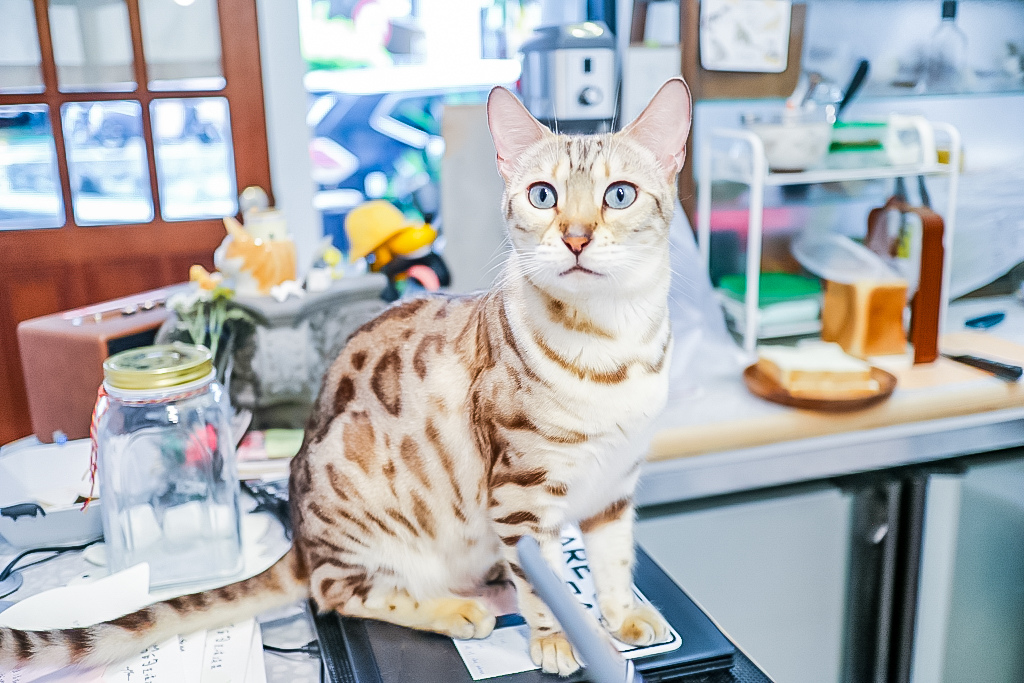 宜蘭羅東美食-貓的生活提案 Cats&#8217; Day-療癒的貓咪天堂樂園不限時咖啡廳/咖啡 甜點 下午茶/鄰近羅東車站 @靜兒貪吃遊玩愛分享