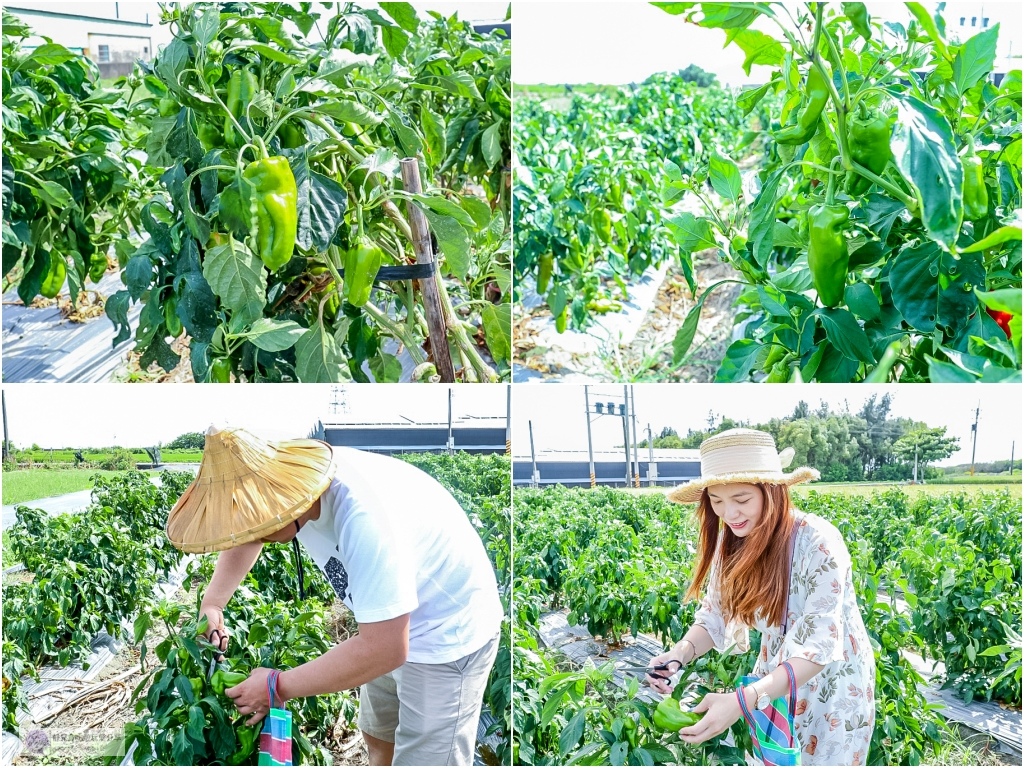 雲林麥寮景點-晁陽綠能體驗農場-七彩斜屋頂綠色經濟體驗太陽能教育休閒農場一日遊/親子體驗親手採摘DIY的樂趣/雲林百選 @靜兒貪吃遊玩愛分享