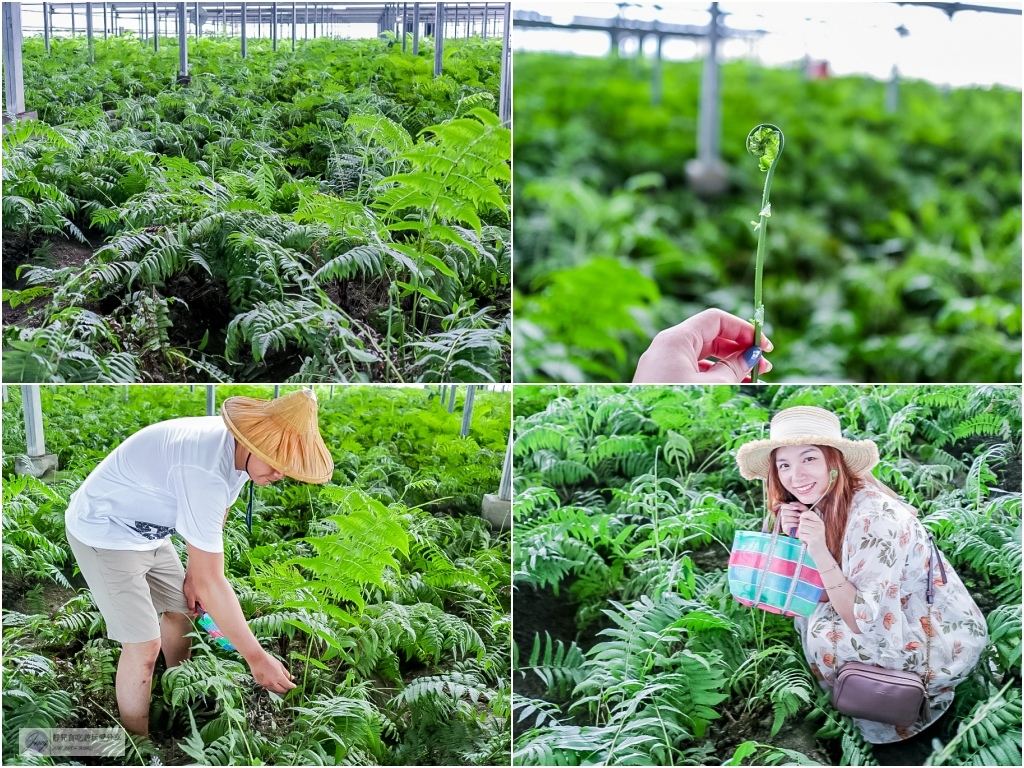 雲林麥寮景點-晁陽綠能體驗農場-七彩斜屋頂綠色經濟體驗太陽能教育休閒農場一日遊/親子體驗親手採摘DIY的樂趣/雲林百選 @靜兒貪吃遊玩愛分享