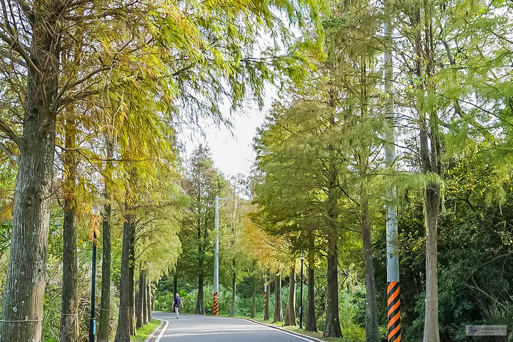 桃園大溪景點-大溪落羽松大道-落羽松美景，秋冬季節限定不能錯過的免費秘境美景/IG打卡聚集地 @靜兒貪吃遊玩愛分享