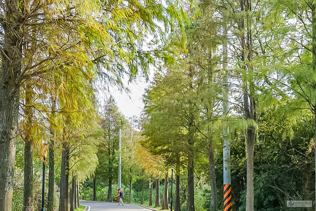 桃園大溪景點-大溪落羽松大道-落羽松美景，秋冬季節限定不能錯過的免費秘境美景/IG打卡聚集地 @靜兒貪吃遊玩愛分享