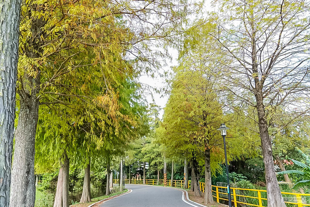 桃園大溪景點-大溪落羽松大道-落羽松美景，秋冬季節限定不能錯過的免費秘境美景/IG打卡聚集地 @靜兒貪吃遊玩愛分享