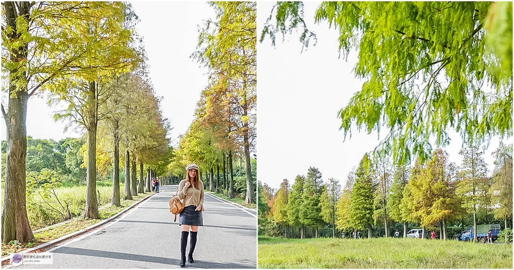 桃園大溪景點-大溪落羽松大道-落羽松美景，秋冬季節限定不能錯過的免費秘境美景/IG打卡聚集地 @靜兒貪吃遊玩愛分享