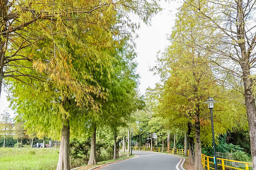 桃園大溪景點-大溪落羽松大道-落羽松美景，秋冬季節限定不能錯過的免費秘境美景/IG打卡聚集地 @靜兒貪吃遊玩愛分享