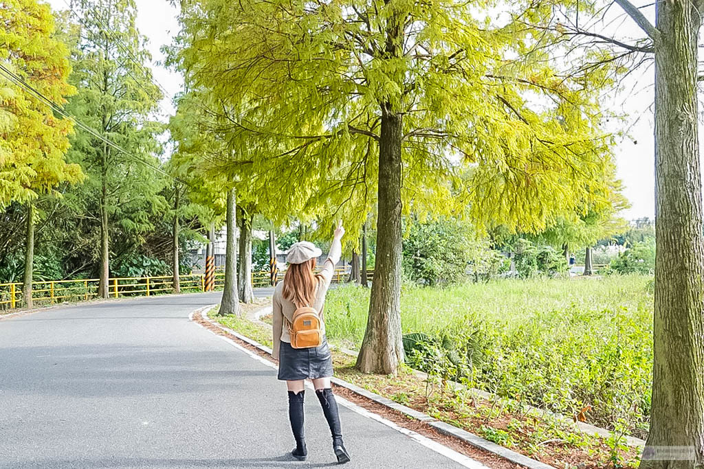 桃園大溪景點-大溪落羽松大道-落羽松美景，秋冬季節限定不能錯過的免費秘境美景/IG打卡聚集地 @靜兒貪吃遊玩愛分享