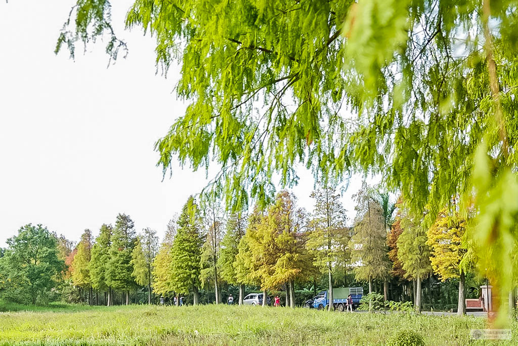 桃園大溪景點-大溪落羽松大道-落羽松美景，秋冬季節限定不能錯過的免費秘境美景/IG打卡聚集地 @靜兒貪吃遊玩愛分享