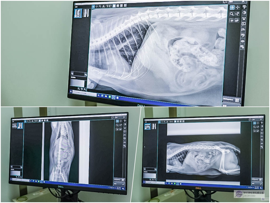 -體驗-維尼動物醫院-菲仔的健康檢查初體驗/毛孩全方位健康檢查 腹腔超音波檢查 X光檢查/鄰近桃園八德興仁夜市 @靜兒貪吃遊玩愛分享