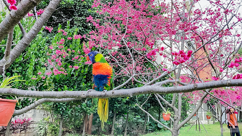 桃園中壢景點-莒光公園-秒入偽日本賞櫻景點 春季八重櫻盛開的夢幻美景 浪漫綺麗的夜櫻之美/IG打卡聚集地/鄰近中原夜市/親子景點 @靜兒貪吃遊玩愛分享