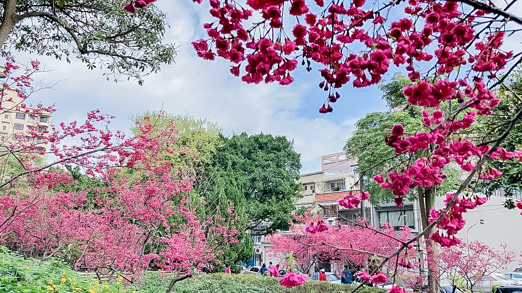 桃園中壢景點-莒光公園-秒入偽日本賞櫻景點 春季八重櫻盛開的夢幻美景 浪漫綺麗的夜櫻之美/IG打卡聚集地/鄰近中原夜市/親子景點 @靜兒貪吃遊玩愛分享