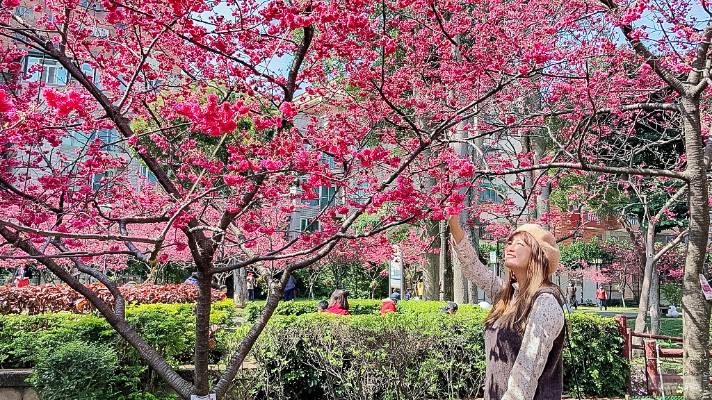 桃園中壢景點-莒光公園-秒入偽日本賞櫻景點 春季八重櫻盛開的夢幻美景 浪漫綺麗的夜櫻之美/IG打卡聚集地/鄰近中原夜市/親子景點 @靜兒貪吃遊玩愛分享