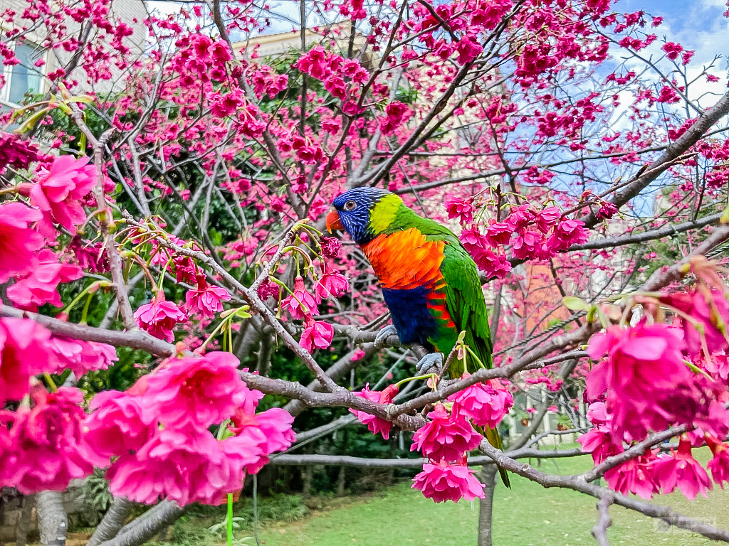 桃園中壢景點-莒光公園-秒入偽日本賞櫻景點 春季八重櫻盛開的夢幻美景 浪漫綺麗的夜櫻之美/IG打卡聚集地/鄰近中原夜市/親子景點 @靜兒貪吃遊玩愛分享