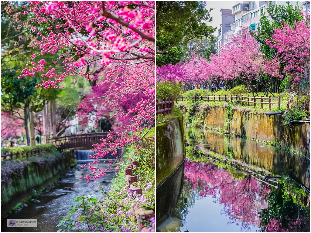 桃園中壢景點-莒光公園-秒入偽日本賞櫻景點 春季八重櫻盛開的夢幻美景 浪漫綺麗的夜櫻之美/IG打卡聚集地/鄰近中原夜市/親子景點 @靜兒貪吃遊玩愛分享