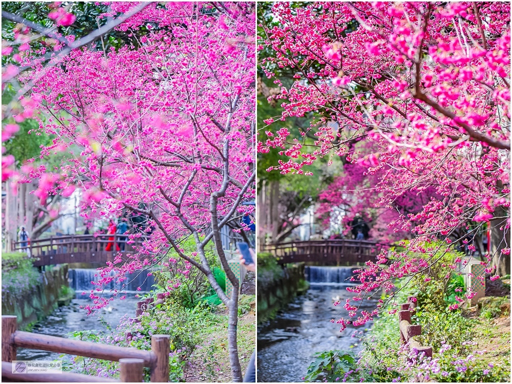 桃園中壢景點-莒光公園-秒入偽日本賞櫻景點 春季八重櫻盛開的夢幻美景 浪漫綺麗的夜櫻之美/IG打卡聚集地/鄰近中原夜市/親子景點 @靜兒貪吃遊玩愛分享