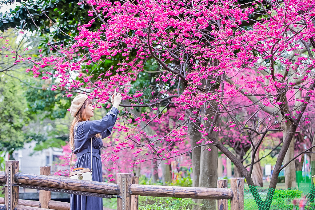 桃園中壢景點-莒光公園-秒入偽日本賞櫻景點 春季八重櫻盛開的夢幻美景 浪漫綺麗的夜櫻之美/IG打卡聚集地/鄰近中原夜市/親子景點 @靜兒貪吃遊玩愛分享